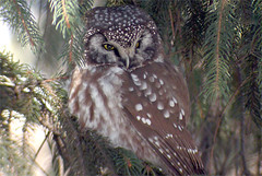 Boreal Owl: Central Park