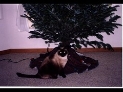 What's Wrong with sitting under the tree?
