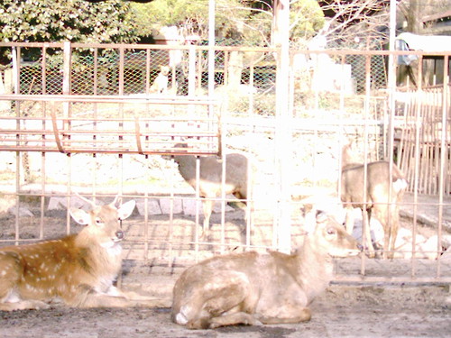 Reindeer farm, Miryong dong