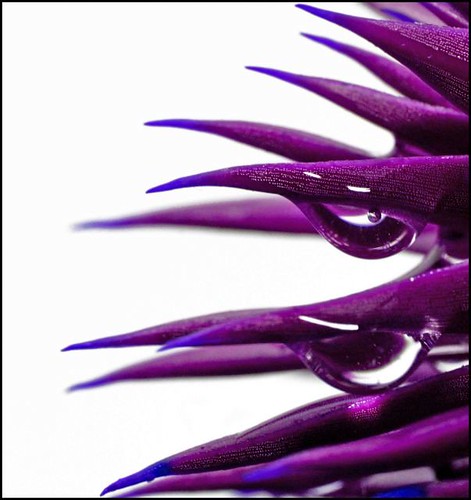 cm_purplecactus
