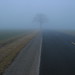 IMG_6711 ---- fog tree road