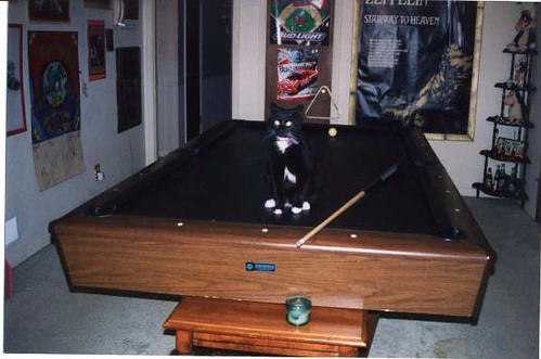 Photo of Finnovar, the Huge (black cat on pool table)