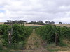 South Australia winery daytrip 006