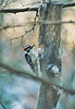 Downy Woodpecker on a Log Feeder #3