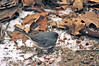 Junco in the Frost