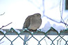 Mourning Dove - "I hate winter"
