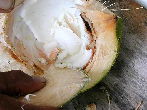 scraping coconut