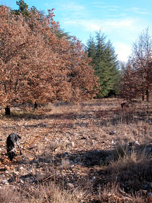 sniffing for truffles, a dog's life