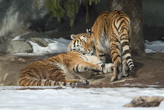 Tiger Parent