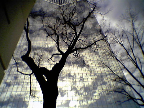 A tree grows in the city