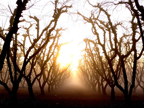 Sunrise almond trees