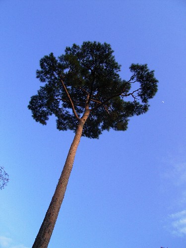 tree with a crescent