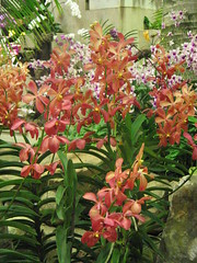 orchids 7