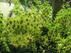 orchids 6
