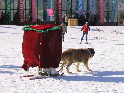 dog with sleigh