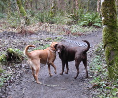 Sadie, Mocha on the trail