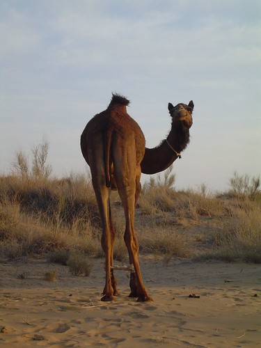 If I Were a Camel