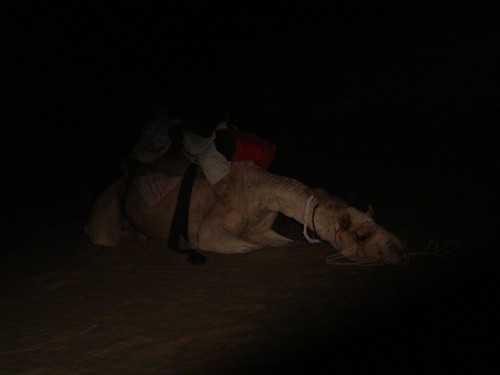 Beer Camel Sleeping