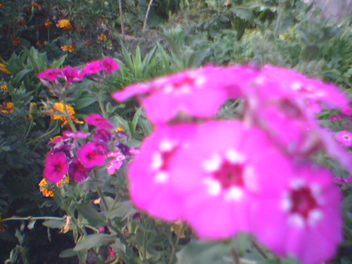 sonya's flowers