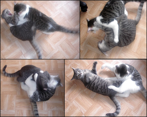 Cat-Fight-Mosaique