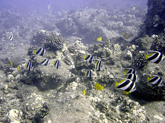 Pennant Butterfly Fish & Yellow Tangs