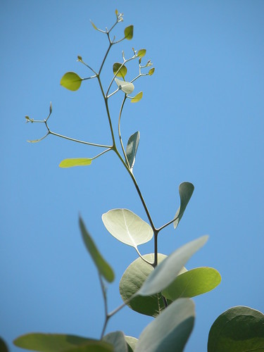 Eucalyptus, new leaves