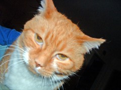 orange tabby cat, looking stern