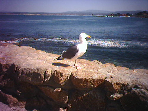 Seagull... Another friend