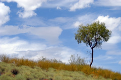Tree on Hill