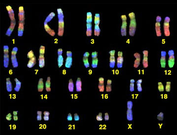 karyotype 2